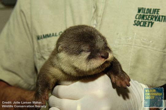 061013_wcs_otter_02.jpg