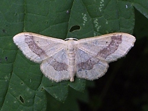 Idaea_aversata.jpg