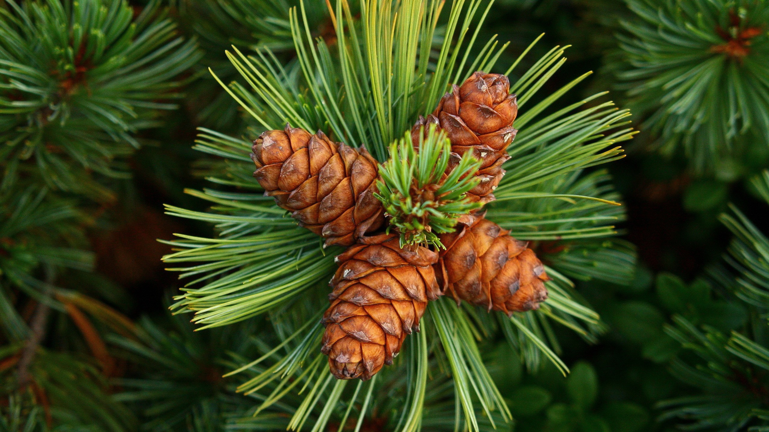 259954-nature-green-forest_clearing-pine_cones.jpg