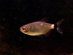 250px-Red_eye_tetra.jpg
