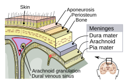 250px-Meninges-en.svg.png