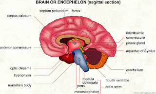 encephalon+30.jpg