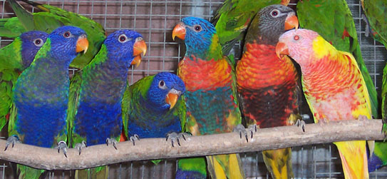 new12.10.03%20Lorikeets%20and%20chicks%20(2)%20009.jpg