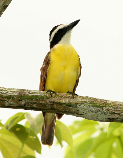 Great-Kiskadee.jpg