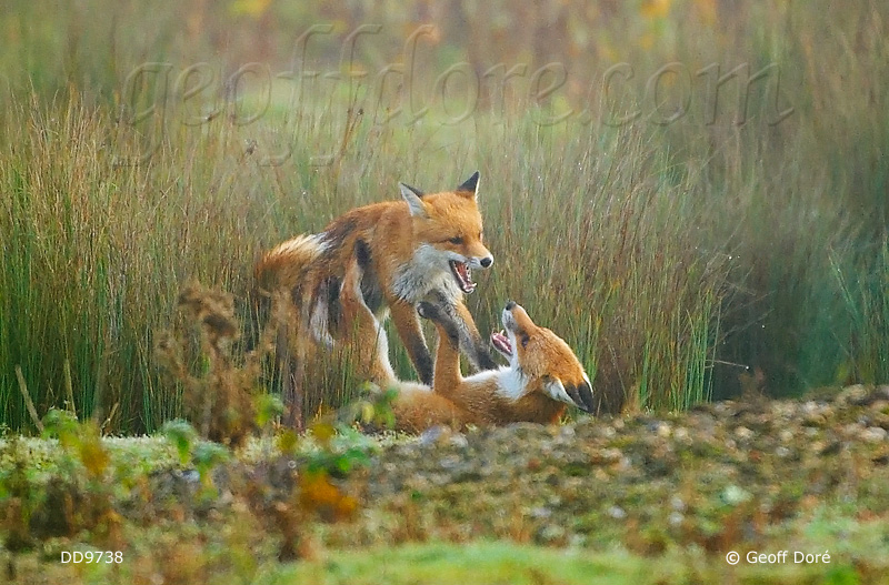 red-fox_pair-courtc_DD9738_800.jpg