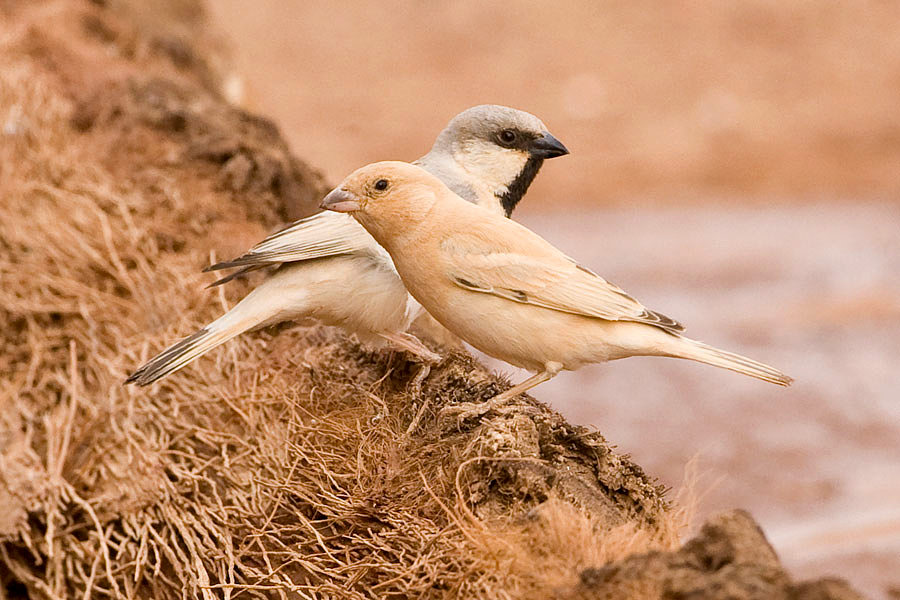 Desert-Sparrow1.jpg