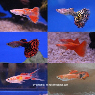 Guppy_breeds-1.jpg