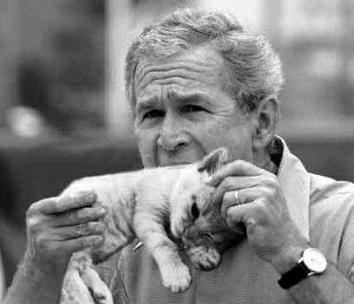bush_gatito.jpg