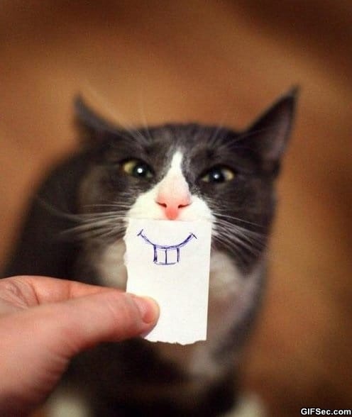 Funny-Pictures-Smiley-Cat.jpg
