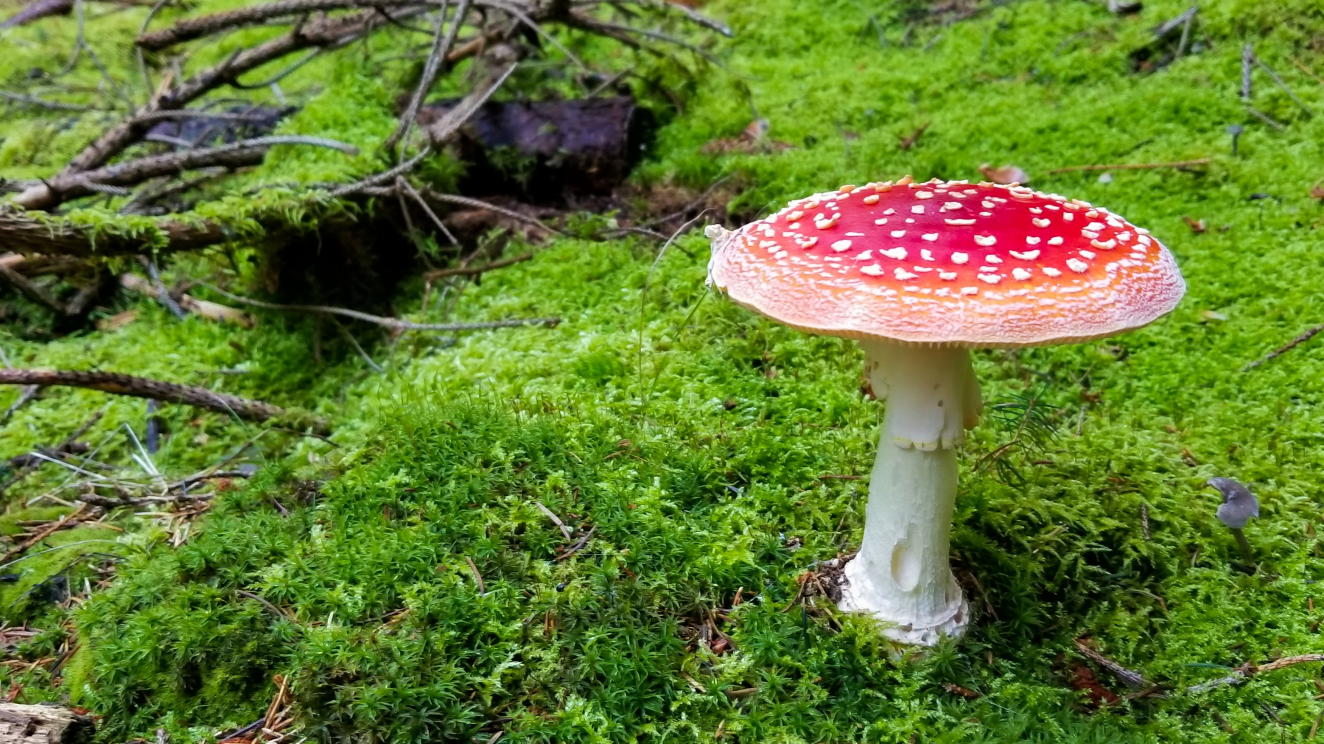amanita-muscaria-1508770211DZW.jpg