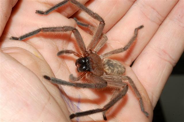 Huntsman-spider-in-hand.jpg