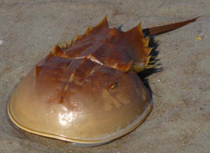 horseshoe-crab.jpg