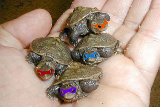 Real-Teenage-Mutant-Ninja-Turtles.jpg