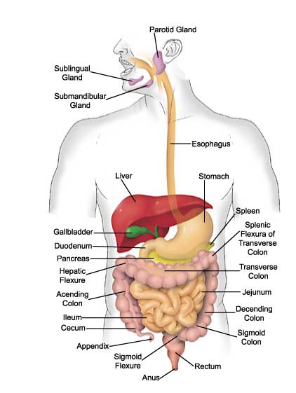 digestive-system-2.jpg