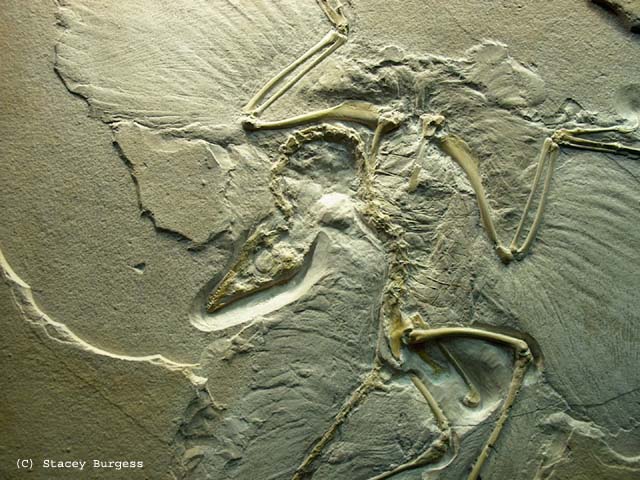archeopteryx++S.jpg