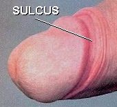sulcus.jpg