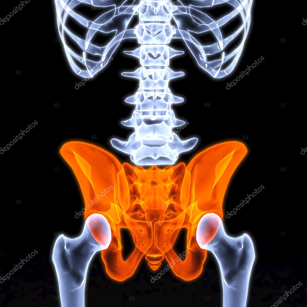depositphotos_4049125-Pelvis.jpg