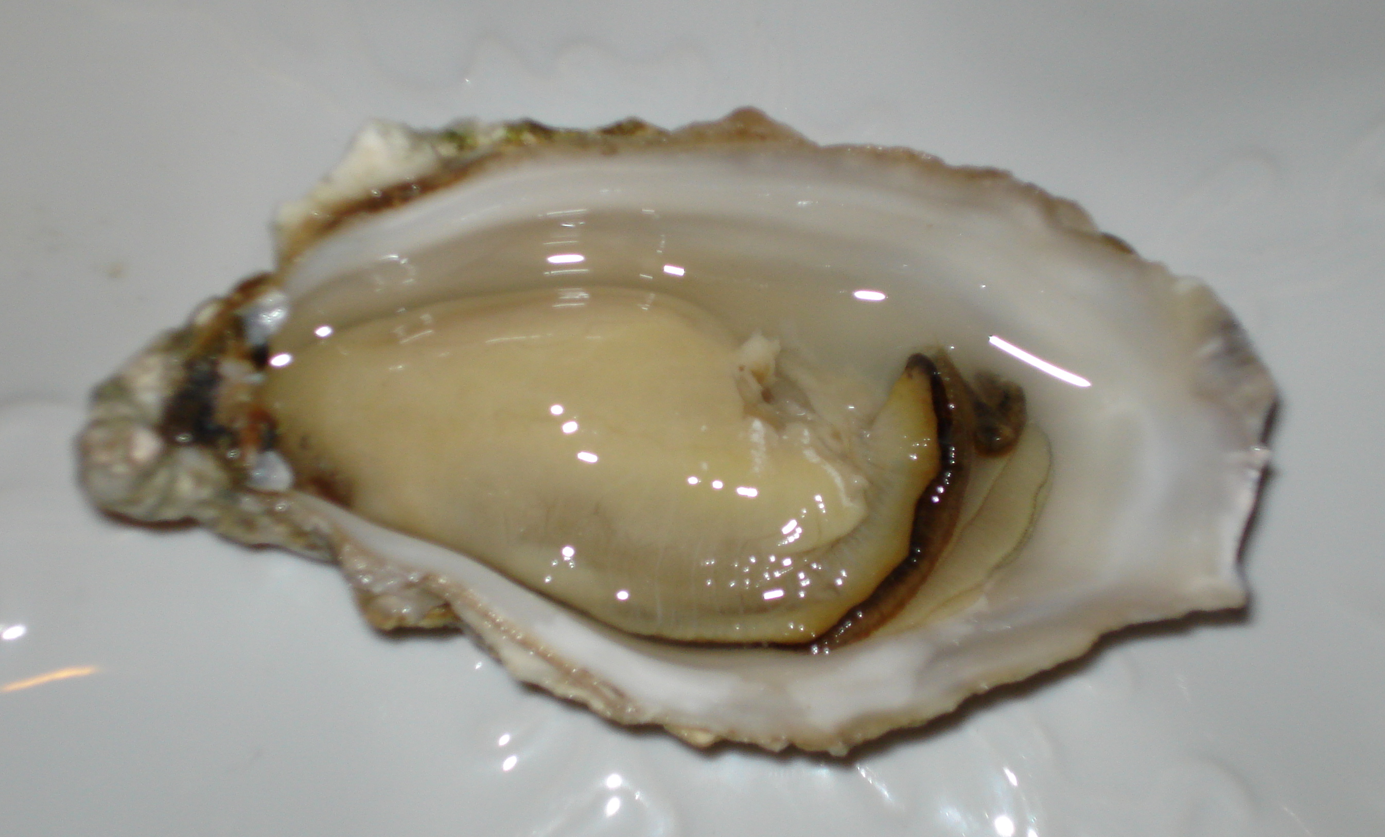 Beautiful-Opened-Oyster.jpg