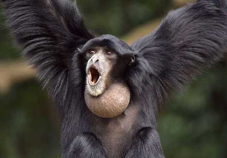 siamang_1sfw.jpg