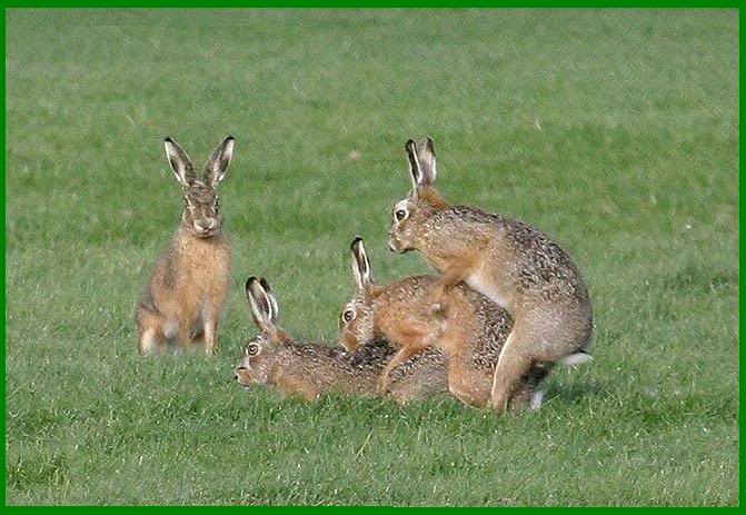 group_rabbit_sex.jpg