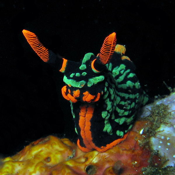 600px-nudibranch-nembrothakubaryanajpg.jpg