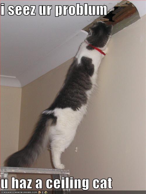 ceilingcat.1.jpg
