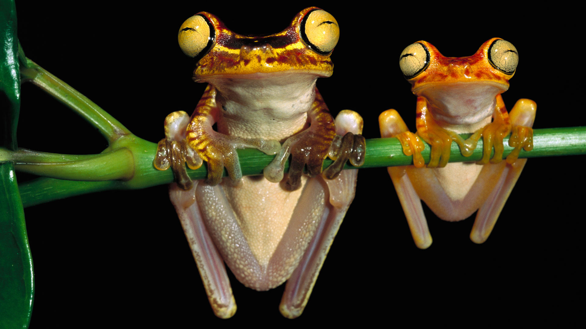 frogchachi-tree-frogs.jpg