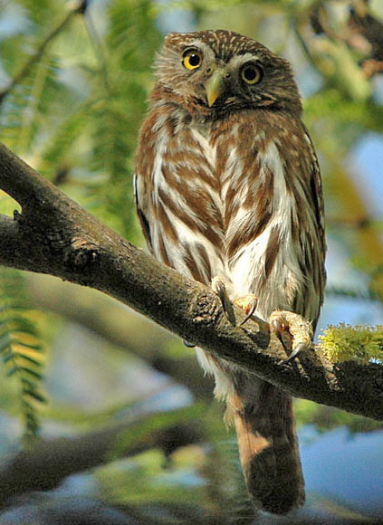 Cactus_Ferruginous_Pygmy-owl.jpg