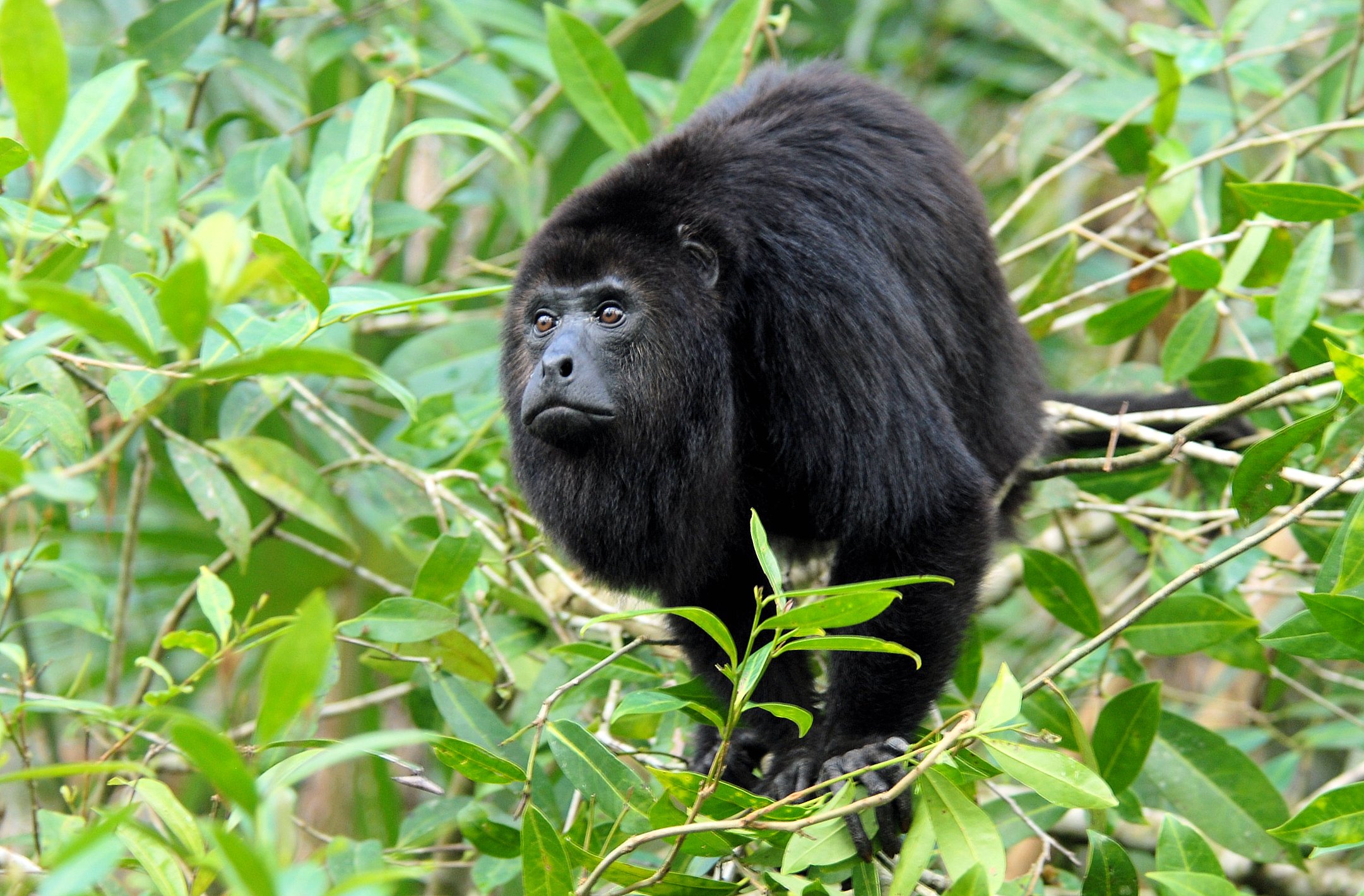 Alouatta_pigra_Belize_Zoo_2.jpg