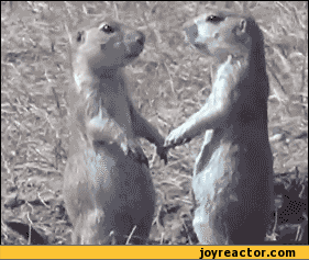 gif-animals-kiss-gopher-428054.gif