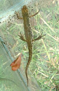 200px-Smooth_newt.jpeg