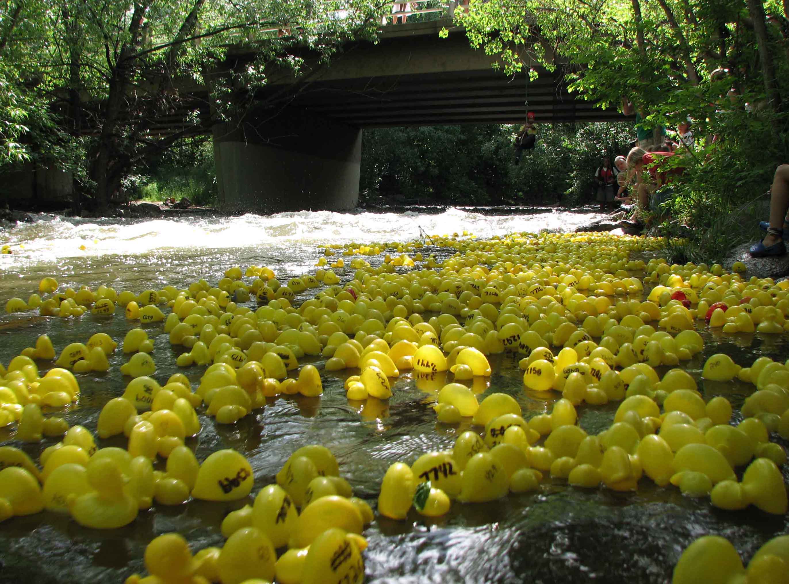 rubber-duck-race-082.jpg