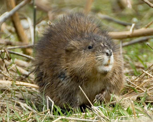muskrat1.jpg