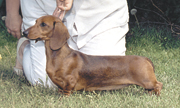 dachshund-miniature-smooth.jpg