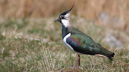 lapwing.jpg
