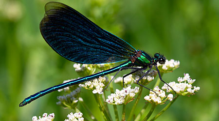 dragonflyALY_450x250.jpg