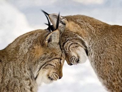 two-lynx.jpg