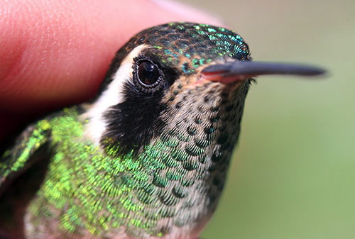 GuateHummingbirdWhiteEar02.jpg