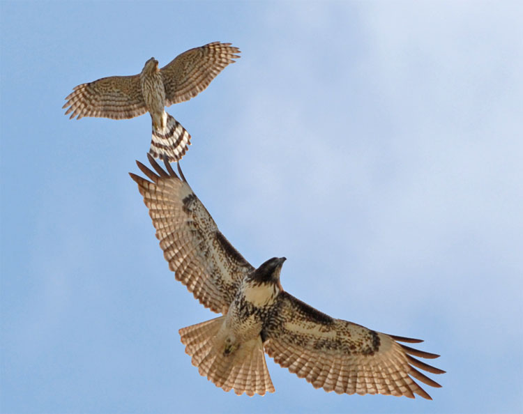 Hawks-pair-2.jpg