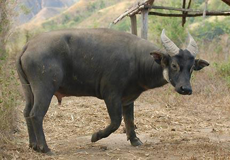 Tamaraw-Bubalus-Mindorensis.jpg