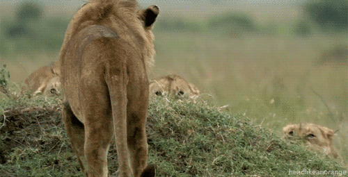 tumblr_m5391xZ9Sr1qd0jmeo1_500.gif