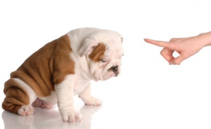 147570-425x261-Scolding-a-puppy.jpg