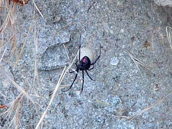black-widow.jpg